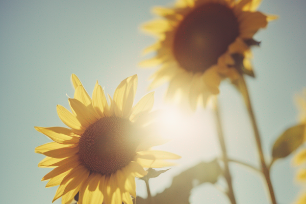 Sonnenblume