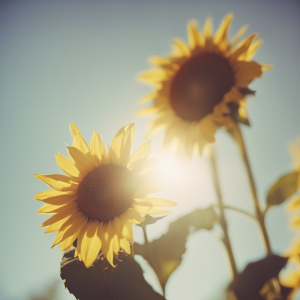 Sonnenblume